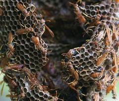 Mischocyttarus phthisicus