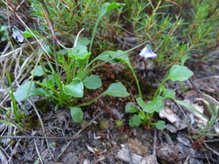Viola sieberiana