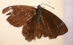 Abisara burnii