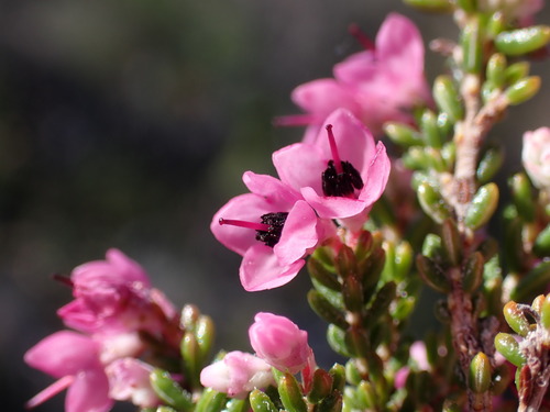 Image of Blackcrown Heath (Erica melanthera) by (c) Ren Hoekstra, some rights reserved (CC BY)