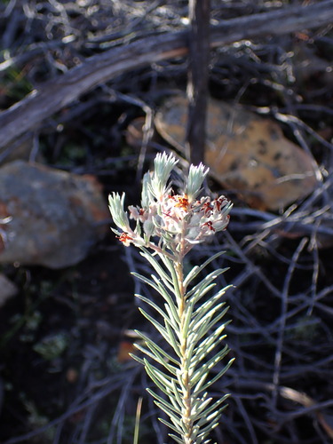 Image of Phylica mundii by (c) Ren Hoekstra, some rights reserved (CC BY)