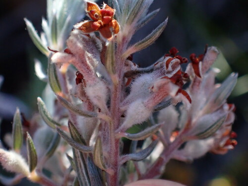 Image of Phylica mundii by (c) Ren Hoekstra, some rights reserved (CC BY)