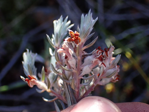 Image of Phylica mundii by (c) Ren Hoekstra, some rights reserved (CC BY)