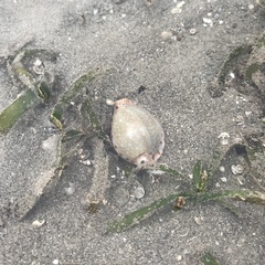 Naria lamarckii