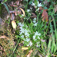 Ornithogalum rogersii