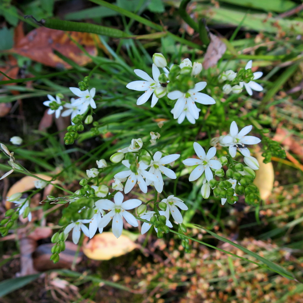 Ornithogalum rogersii
