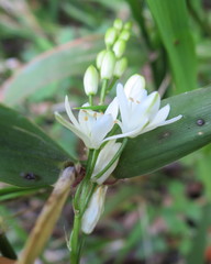 Ornithogalum rogersii