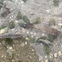 Halophila ovalis