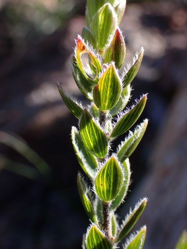 Image of Lachnaea ruscifolia by (c) Ren Hoekstra, some rights reserved (CC BY)