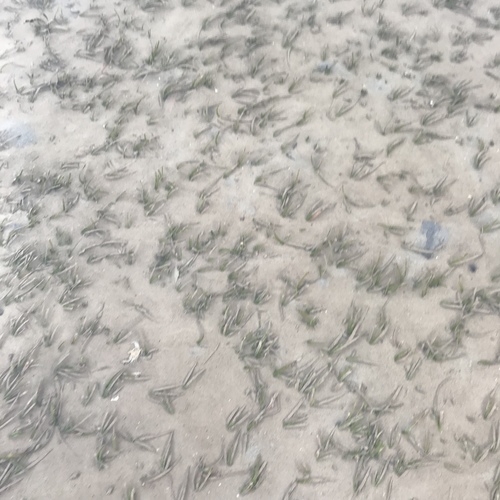 Photo of Rounded Cymodocea (Cymodocea rotundata)