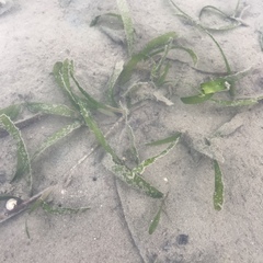 Thalassia hemprichii