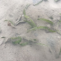Thalassia hemprichii