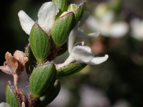 Image of Lachnaea ruscifolia by (c) Ren Hoekstra, some rights reserved (CC BY)