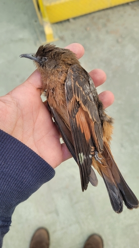 Cliff Flycatcher