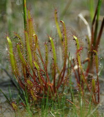Drosera linearis