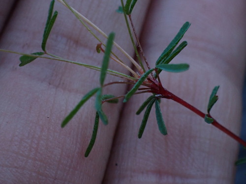 Image of Oxalis leptogramma by (c) Ren Hoekstra, some rights reserved (CC BY)