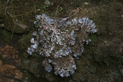 Peltigera dolichorhiza