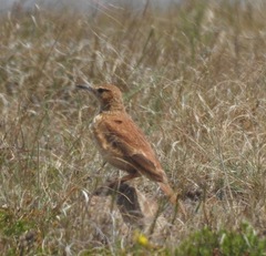 Certhilauda semitorquata