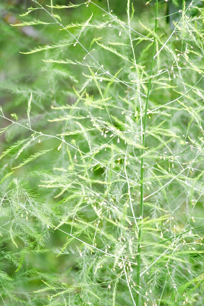 wild asparagus (COSA Plants) · iNaturalist
