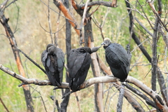 Coragyps atratus foetens