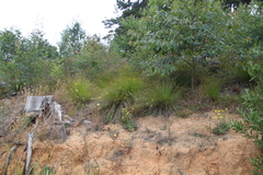 Schoenus cuspidatus