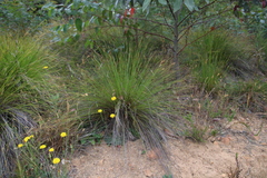 Schoenus cuspidatus