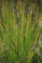 Schoenus cuspidatus