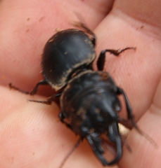 Pachyodontus languidus