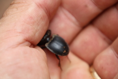 Pachyodontus languidus