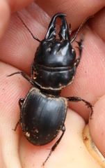 Pachyodontus languidus