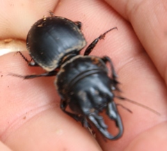 Pachyodontus languidus