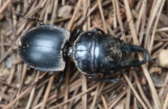 Pachyodontus languidus