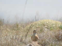 Certhilauda semitorquata