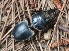 Pachyodontus languidus