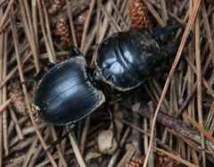 Pachyodontus languidus