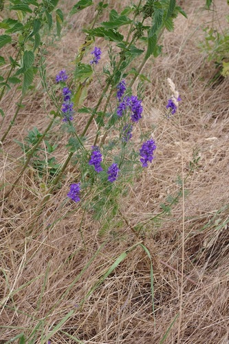 Doubtful knight's-spur (Delphinium ajacis)