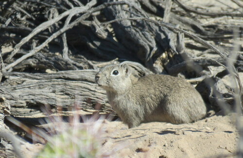 Microcavia maenas