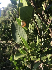 Robsonodendron maritimum