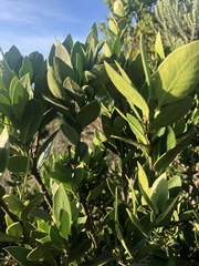 Robsonodendron maritimum