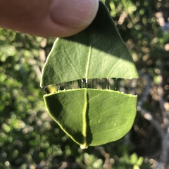 Robsonodendron maritimum