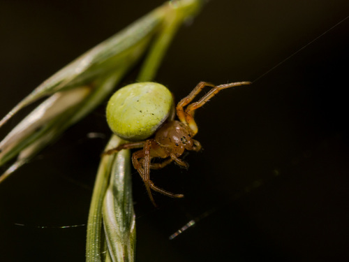 Araniella inconspicua