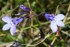 Lobelia flaccida flaccida