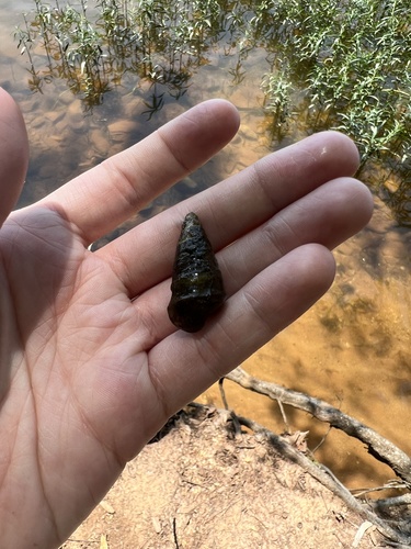 Smooth Hornsnail
