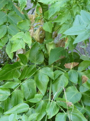 Daucus decipiens image