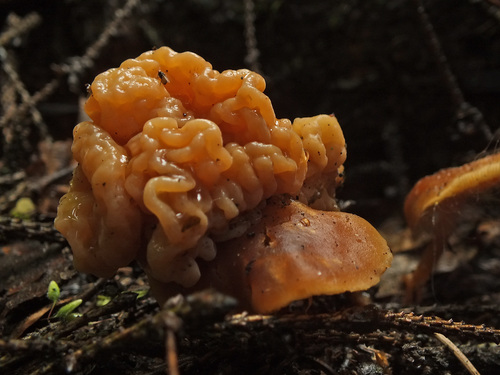 Syzygospora tumefaciens image