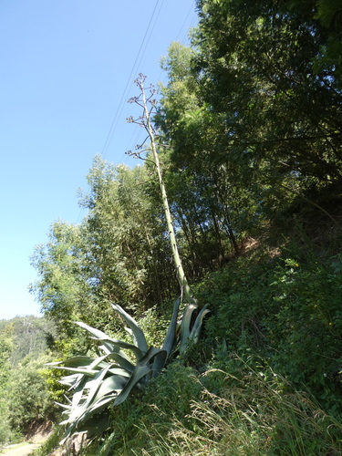 Agave image