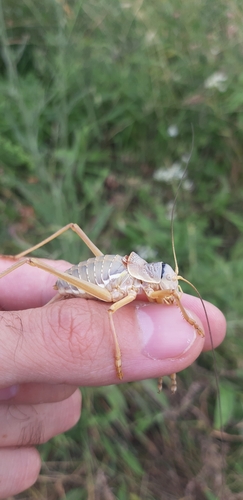 Apulian Saddle Bush-cricket