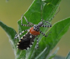 Pselliopus zebra
