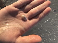 Tellinoidea