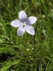 Wahlenbergia krebsii